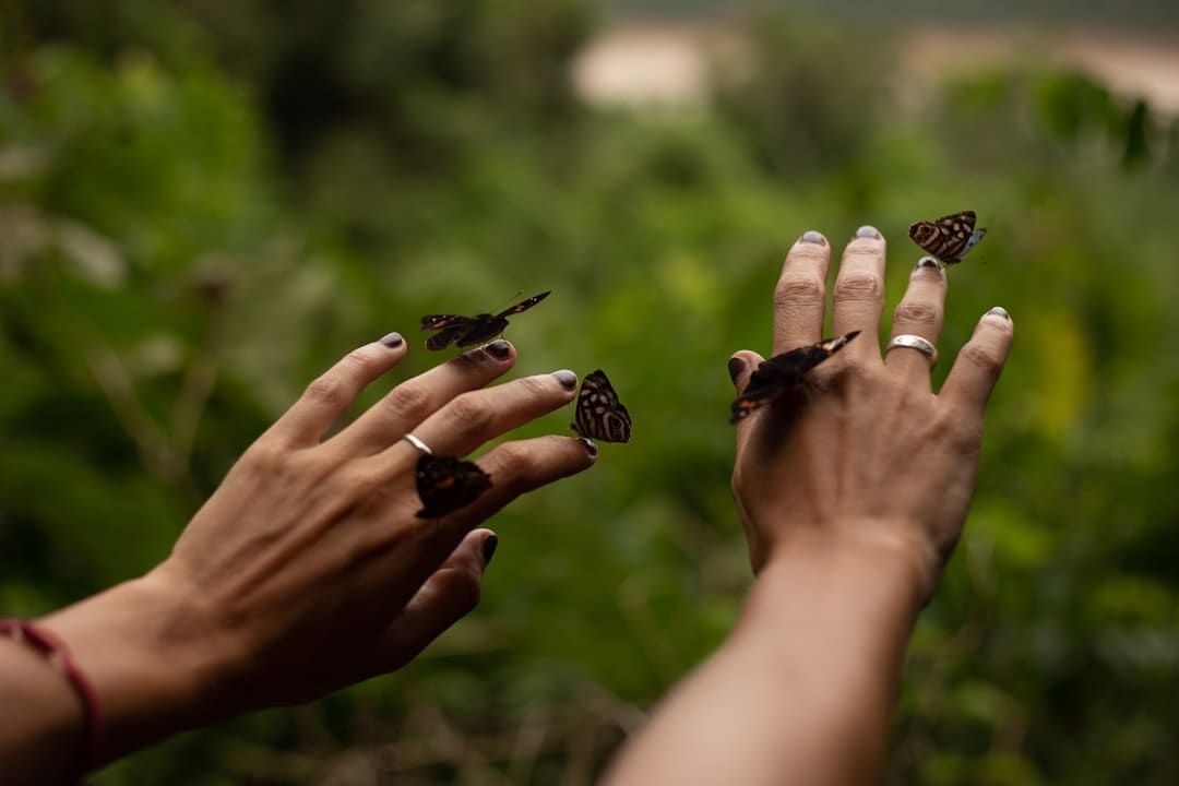 一半花海，一半大海！泉州沿海公园虞美人迎来欣赏期